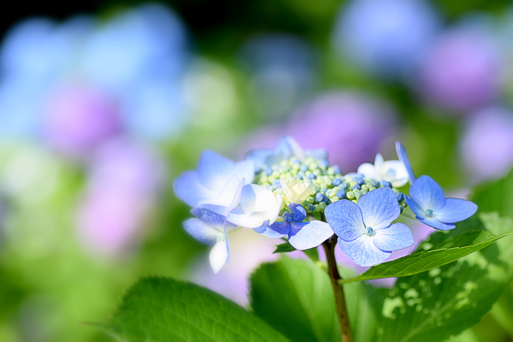 紫陽花が綺麗で 良い日です