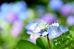 紫陽花が綺麗で 良い日です