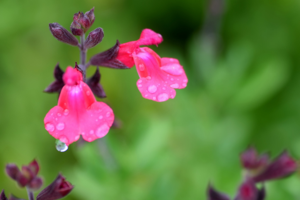 雨の日のチェリーセージ