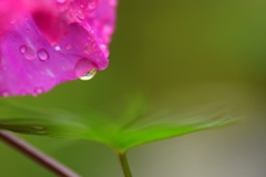 雨にも負けずー３