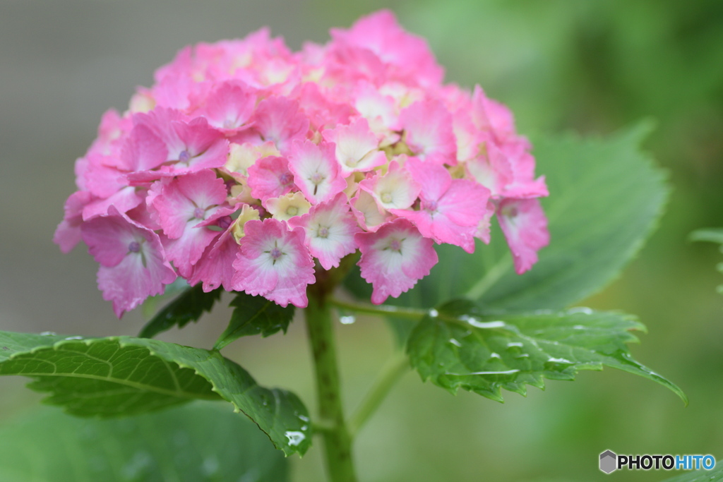 雨の日の紫陽花