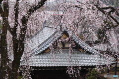 宏善寺の枝垂桜⑨