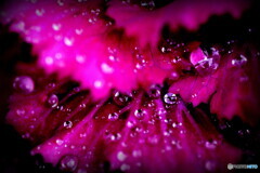 雨の日の葉牡丹