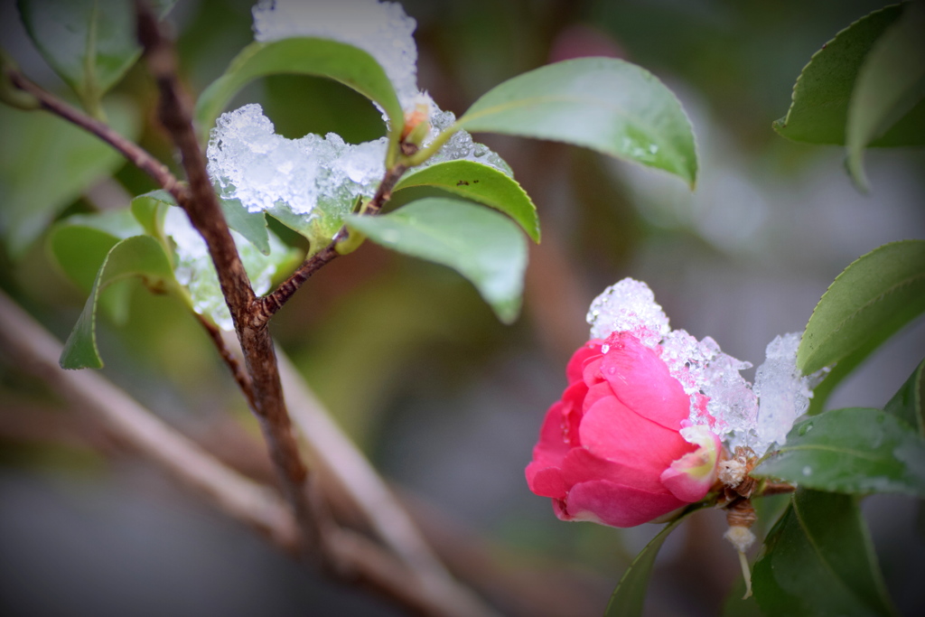 今朝は雪でした