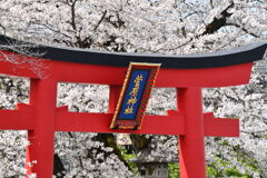 菅原神社の桜