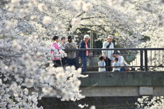 満開の桜⑧