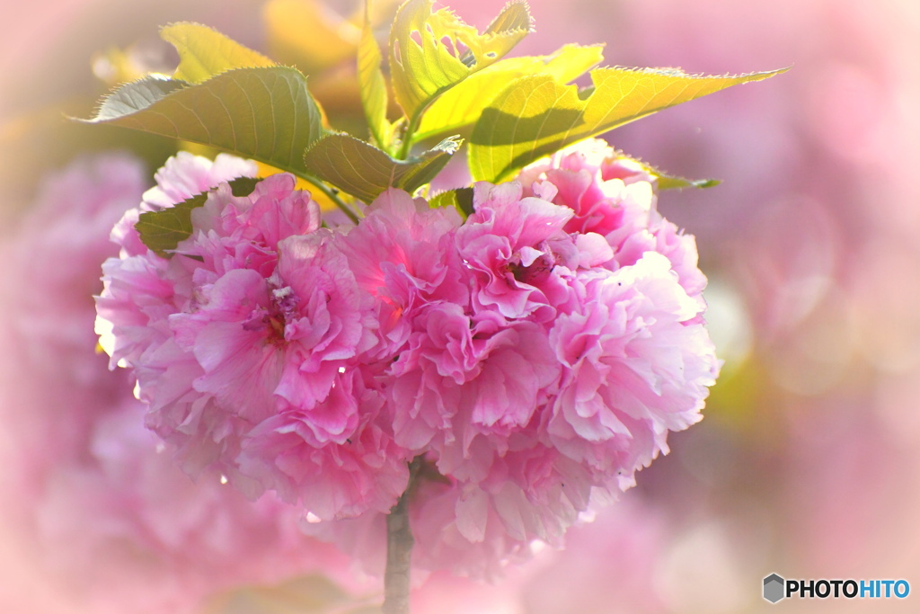 ハートの八重桜