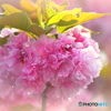 ハートの八重桜