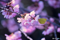 桜と蝶々さん