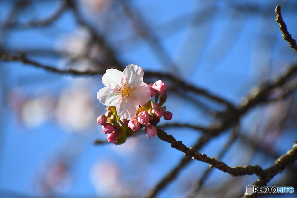 新宿御苑の 薩摩寒桜