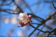 新宿御苑の 薩摩寒桜