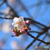 新宿御苑の 薩摩寒桜
