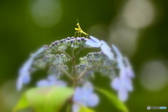 カマキリの赤ちゃん