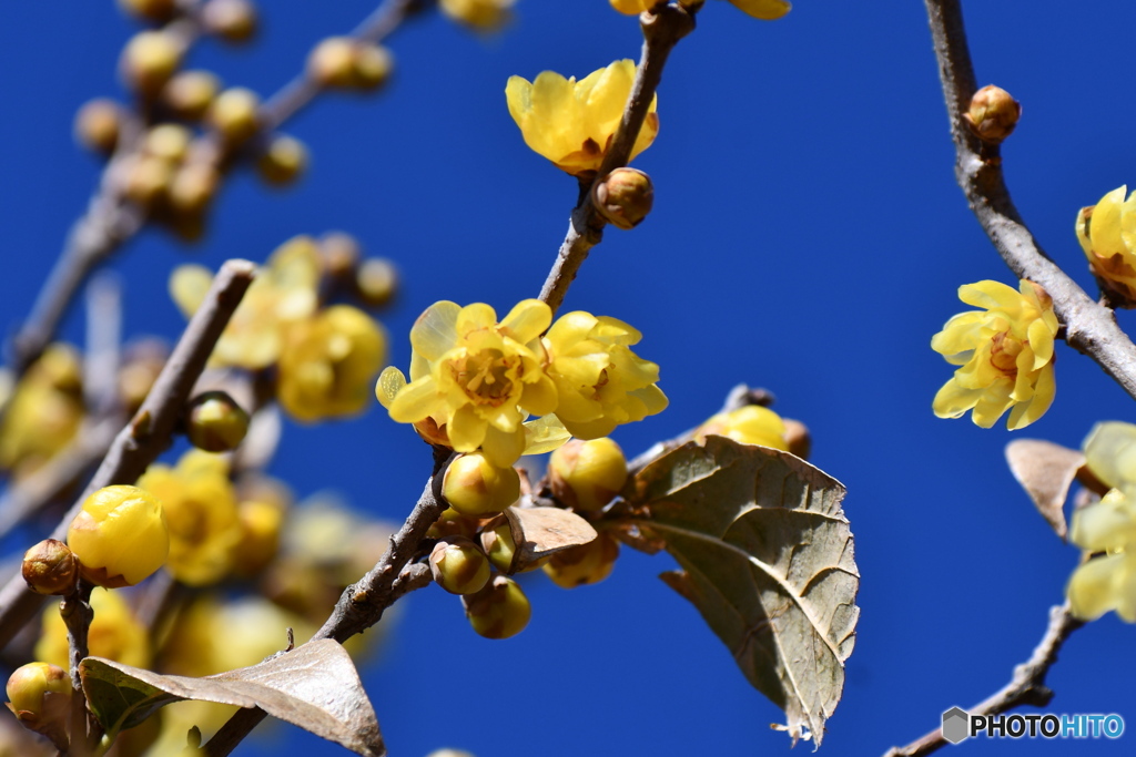 昨日あんなに雪が降ったのに、今日はもう青空です