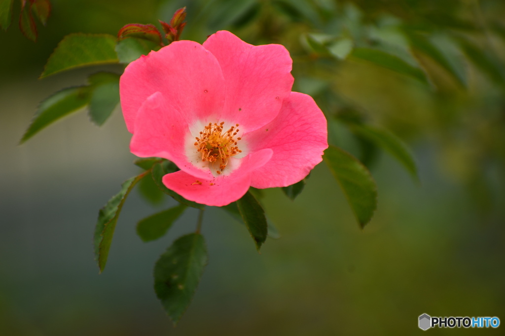 薔薇