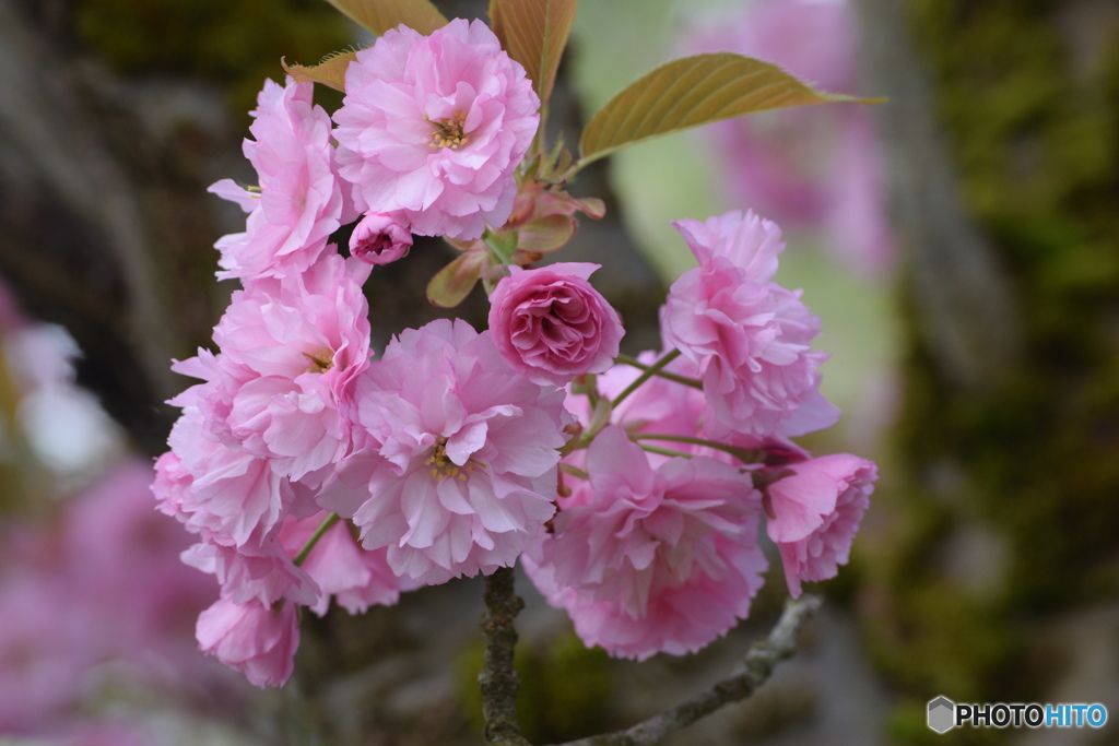 今日の八重桜 ②