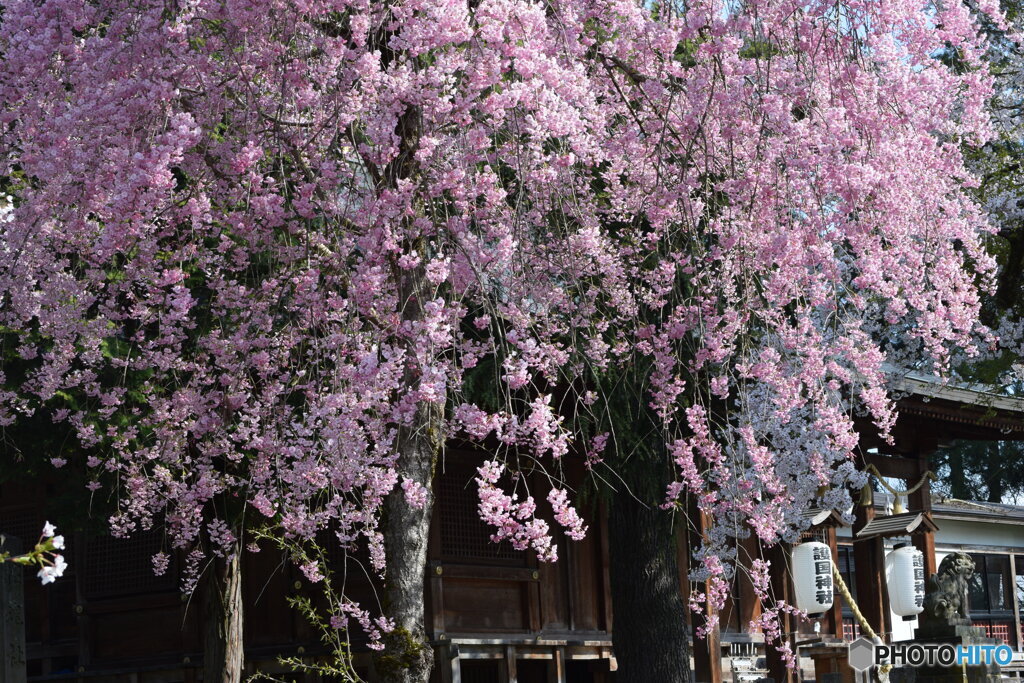 護国神社の枝垂桜