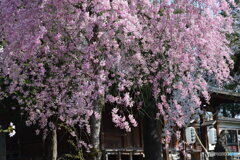 護国神社の枝垂桜