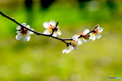 春のお花♪