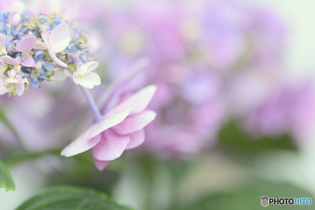 お花屋さんの 紫陽花