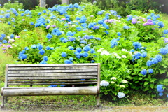 客を待つ紫陽花たち