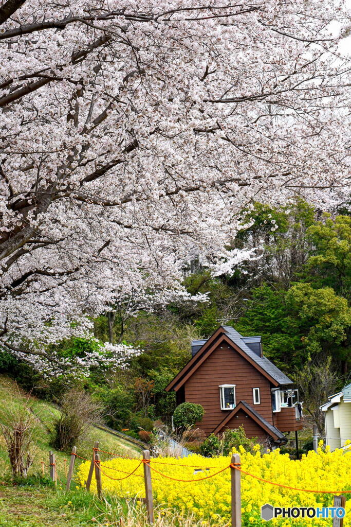 尾根緑道の桜