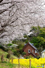 尾根緑道の桜