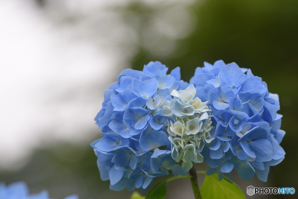 蝶のような紫陽花