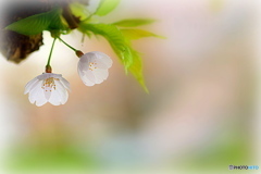 令和元年の桜