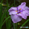 花菖蒲