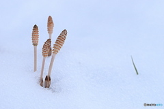 また雪が降りました（4月6日）