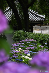 宏善寺の紫陽花