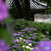 宏善寺の紫陽花