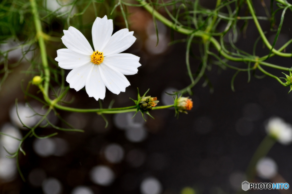 白いコスモス