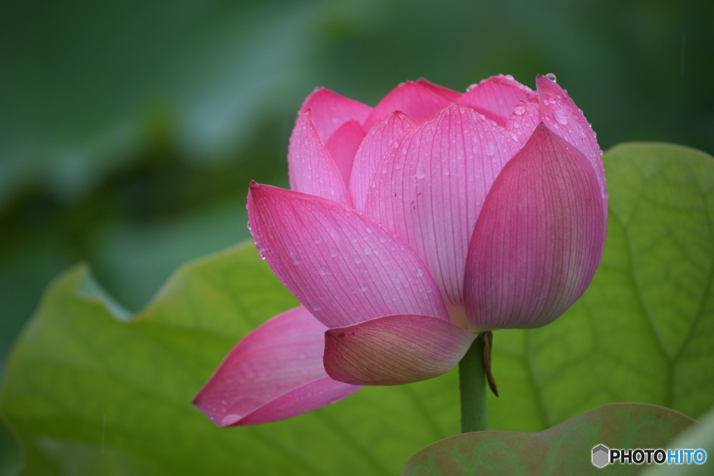 雨の日の 蓮の花