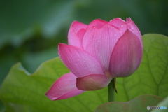 雨の日の 蓮の花