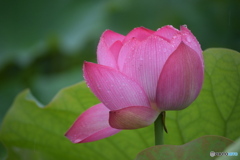 雨の日の 蓮の花