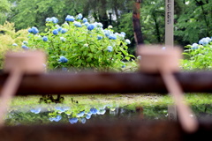 紫陽花と手水舎