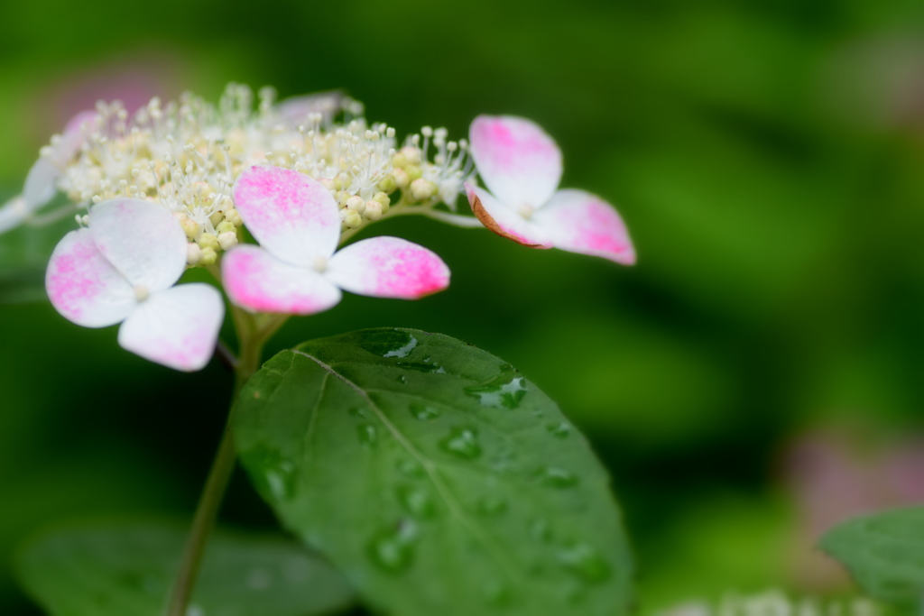 雨上がりの紫陽花