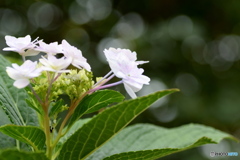 １０月なのに、紫陽花が綺麗に咲いていました