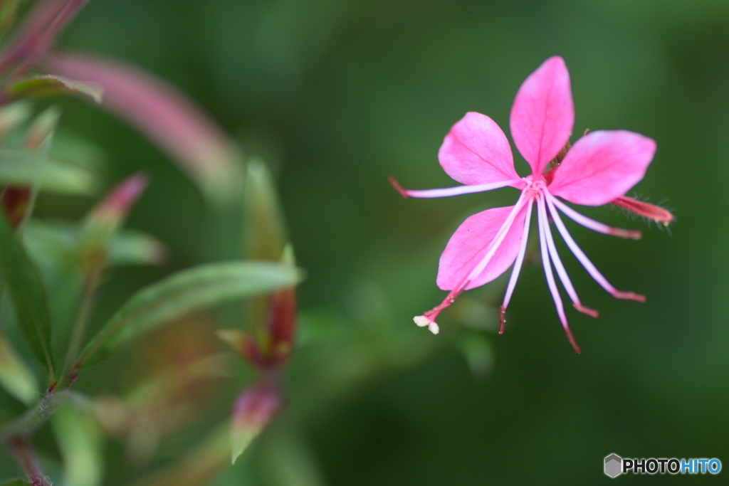 ピンクの白蝶草