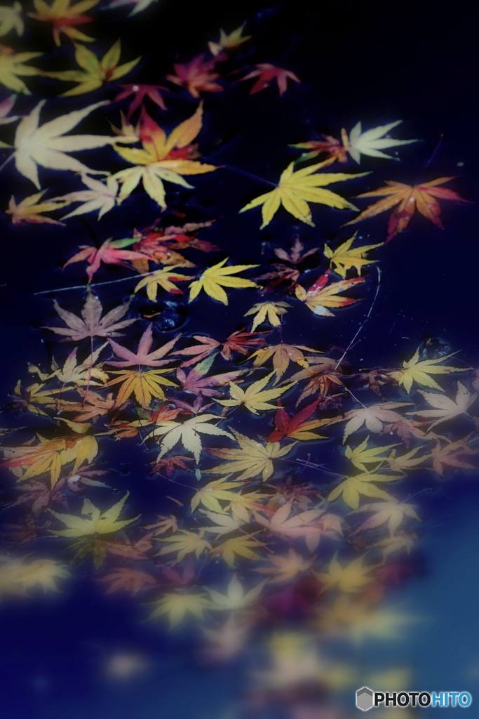 心字池の落ち葉