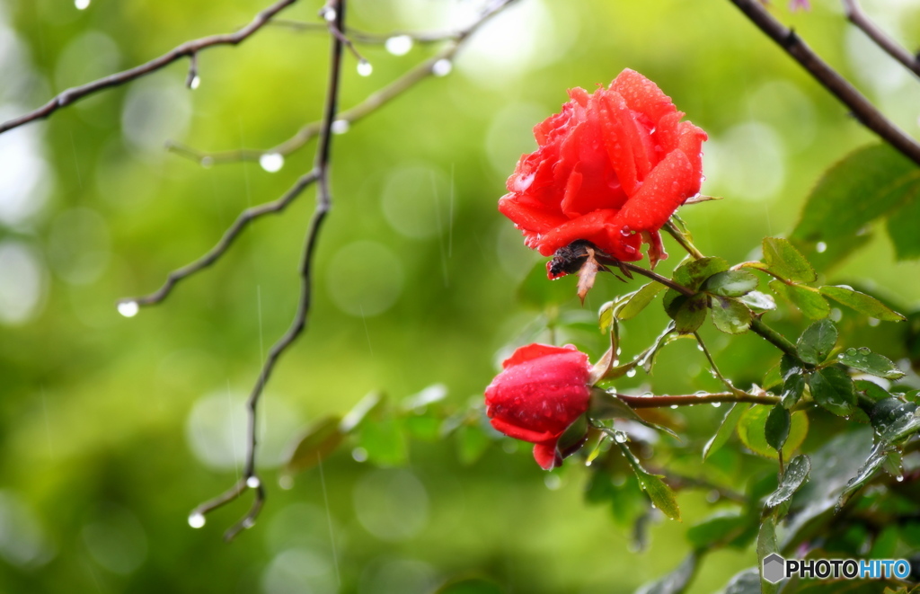 今日は雨