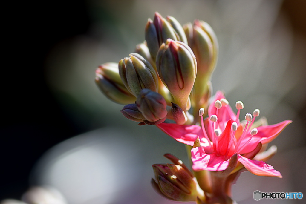 多肉植物のお花