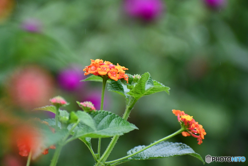 色々なお花が咲いている 散歩道