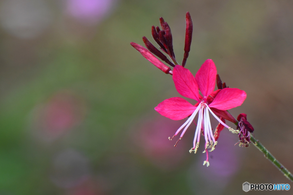 お花