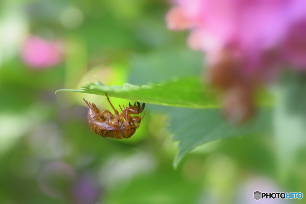 紫陽花と セミの抜け殻