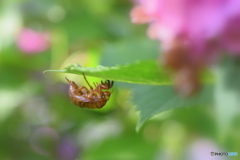 紫陽花と セミの抜け殻