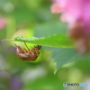 紫陽花と セミの抜け殻