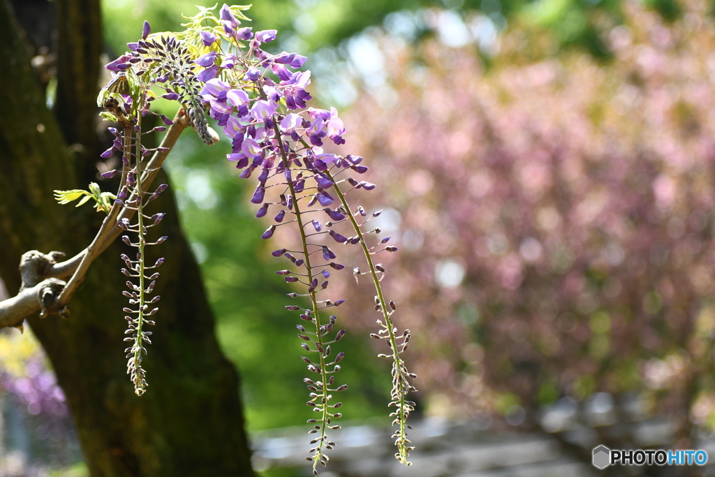 桜から藤へ バトンタッチ